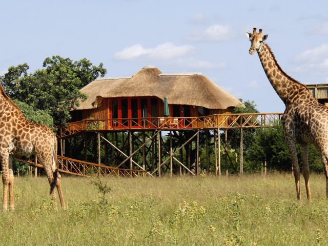 Giraffe