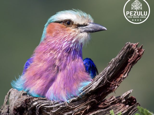 birds