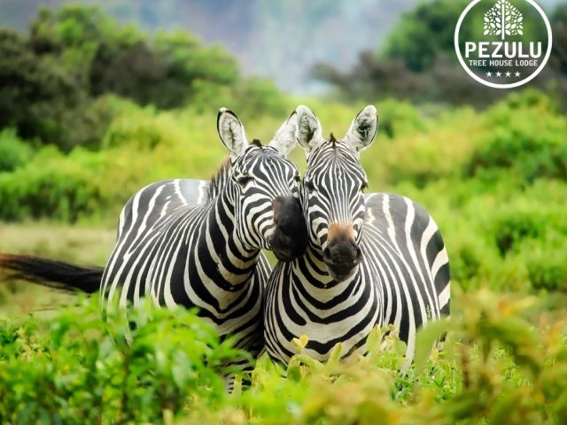 zebra